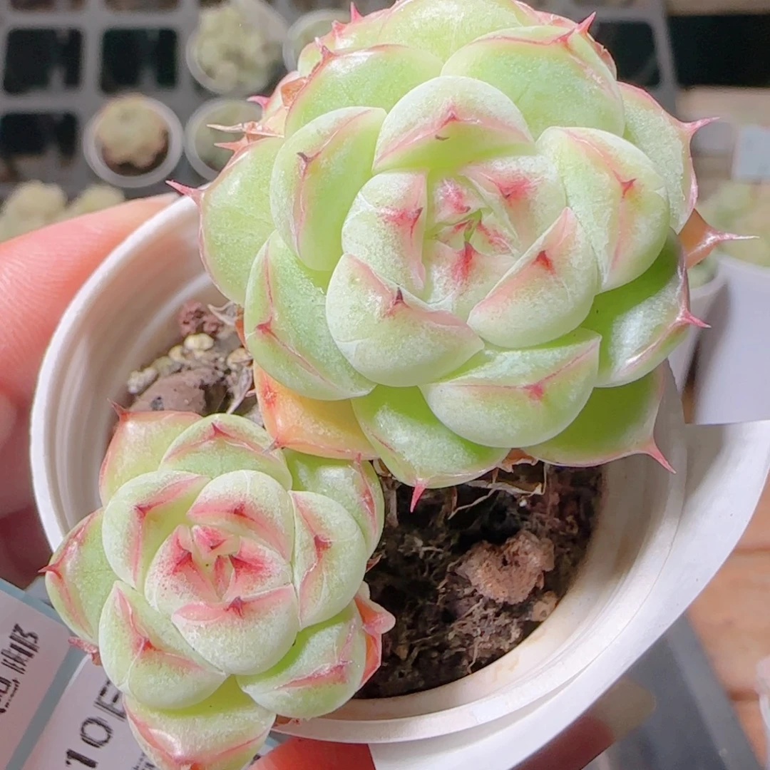 珊***ლ花语逸镜1110-129散