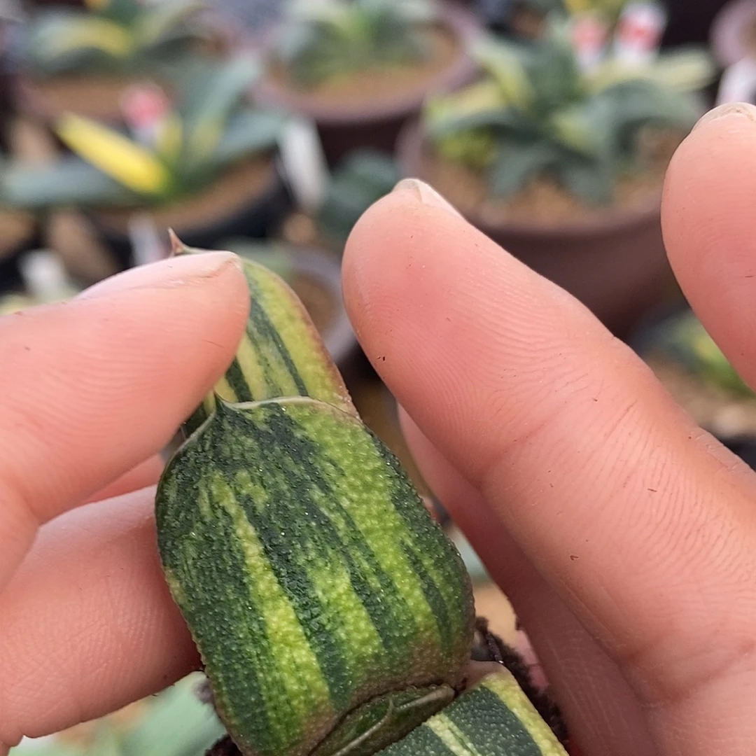 南***工123456黑莺实生锦带盆发货