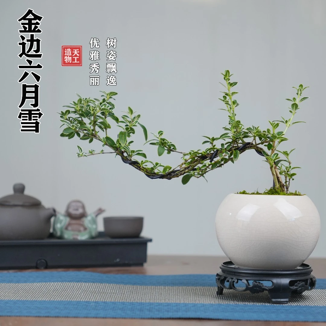 金边六月雪悬崖盆景办公室绿植常青中式意境造型茶室盆景室内高级