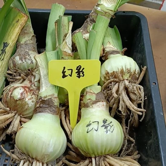 无花朵幻影5-6裸球发货