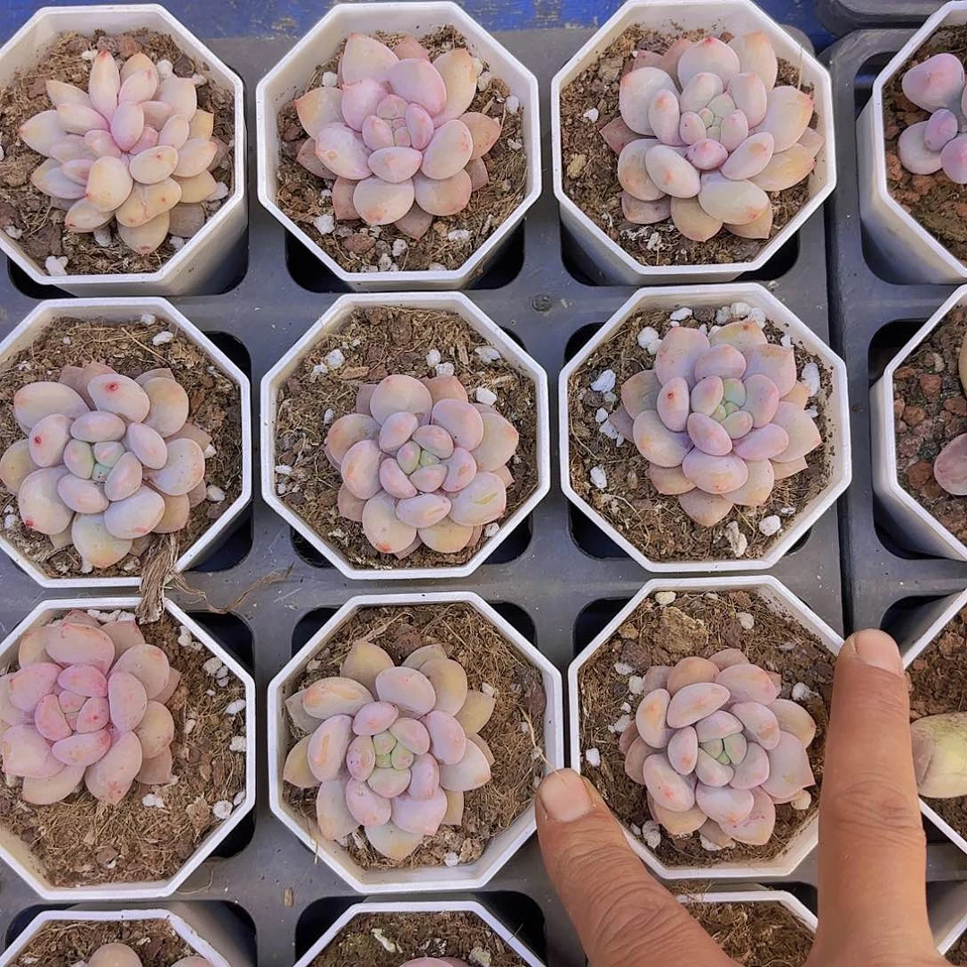 半夏一颗量拍1111