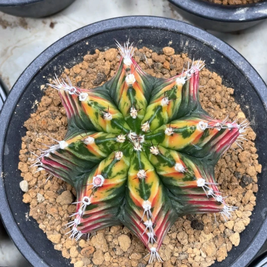 当前无花朵，栽培后可花朵复棱红背虎斑米哈