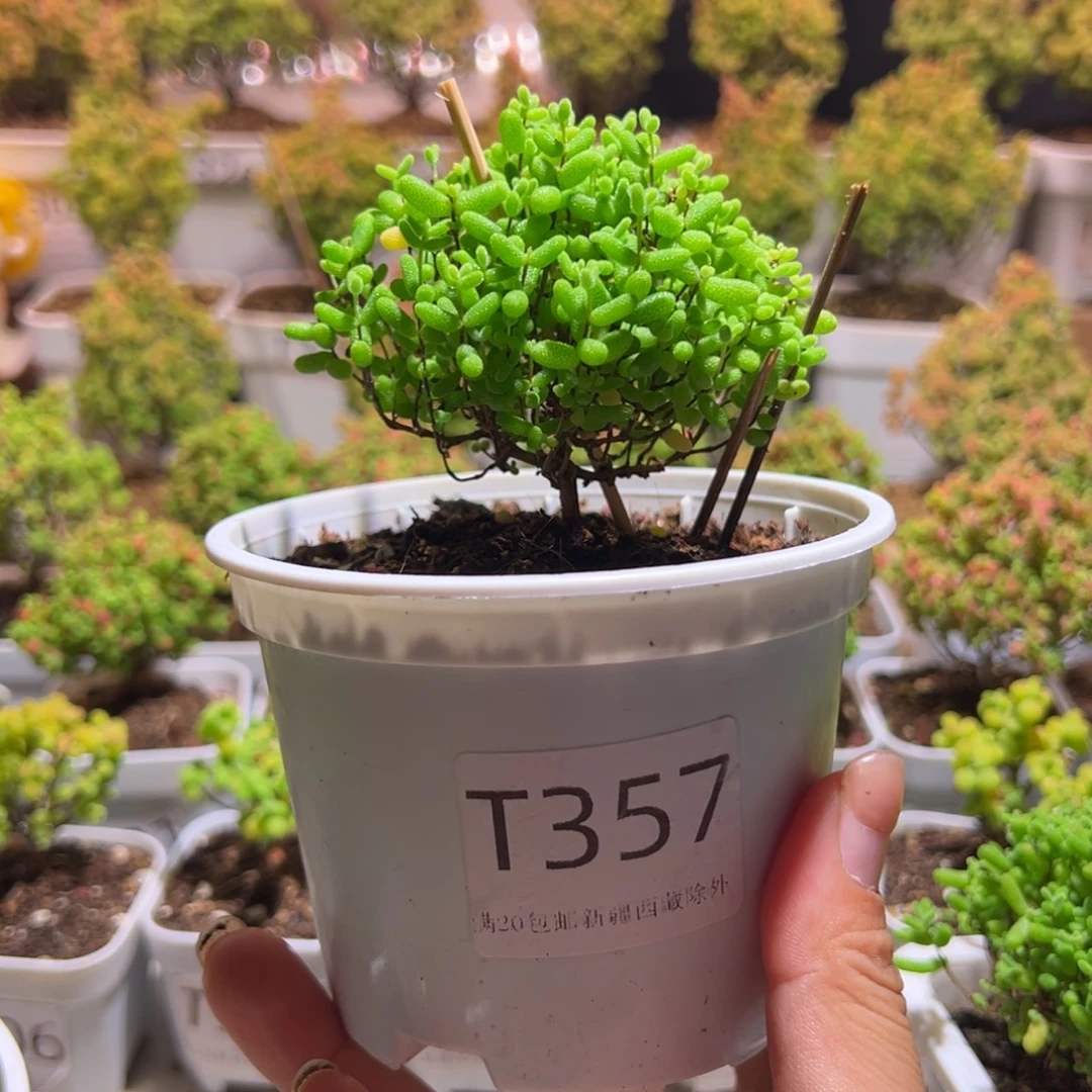 357蜜橘带盆土发货一物一拍