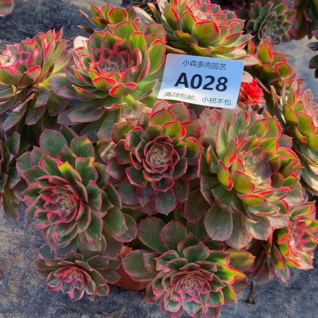 【闪购商品】X**Y28莲花座多肉