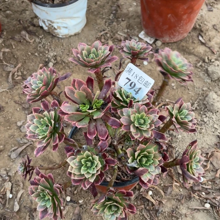 794朝霞绣球1号棚