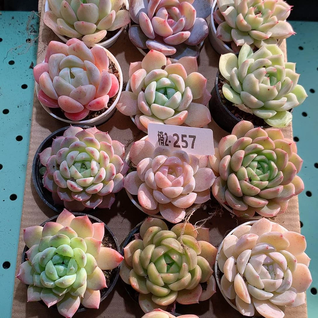 2-257一物一拍带盆18颗