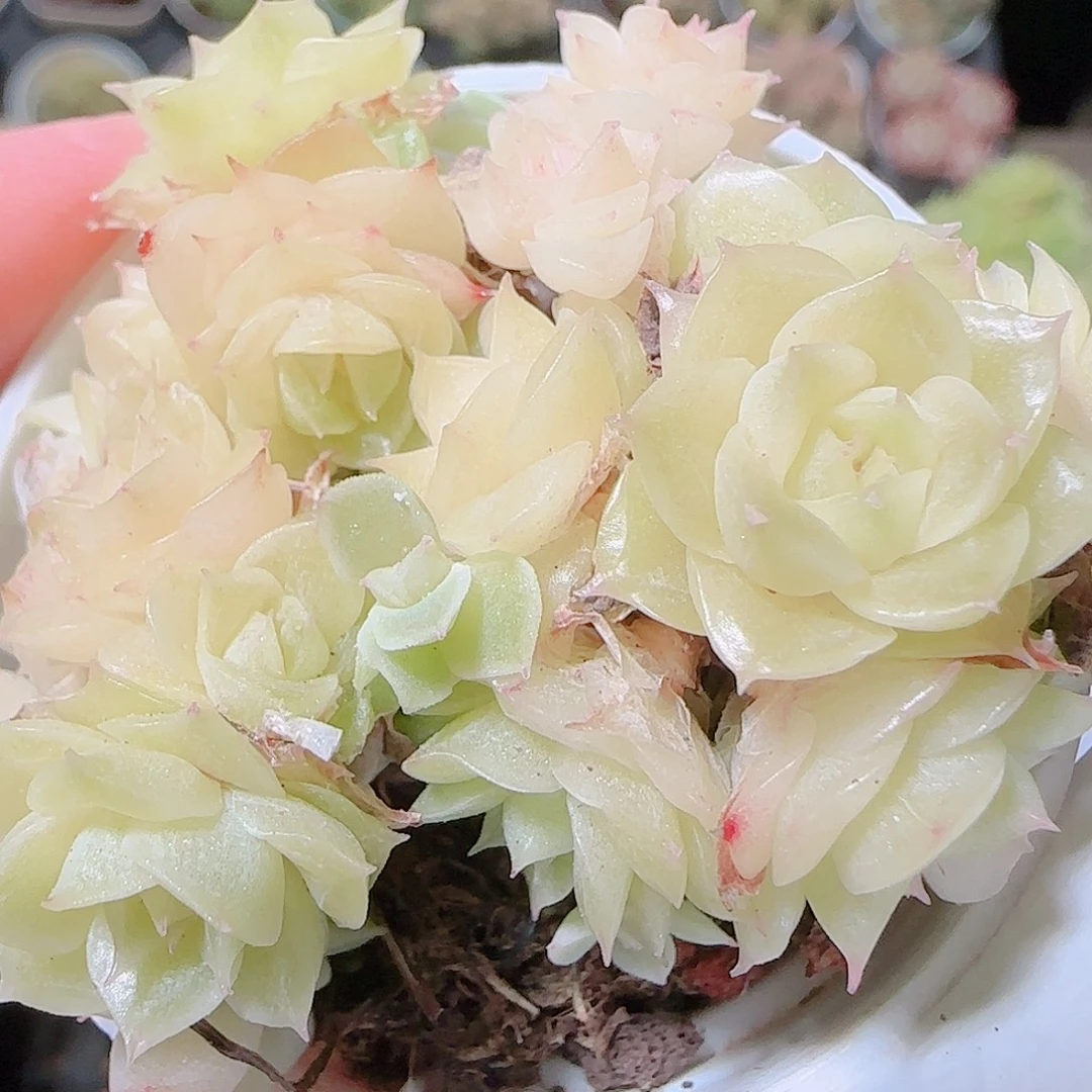 花语逸镜1123-37散