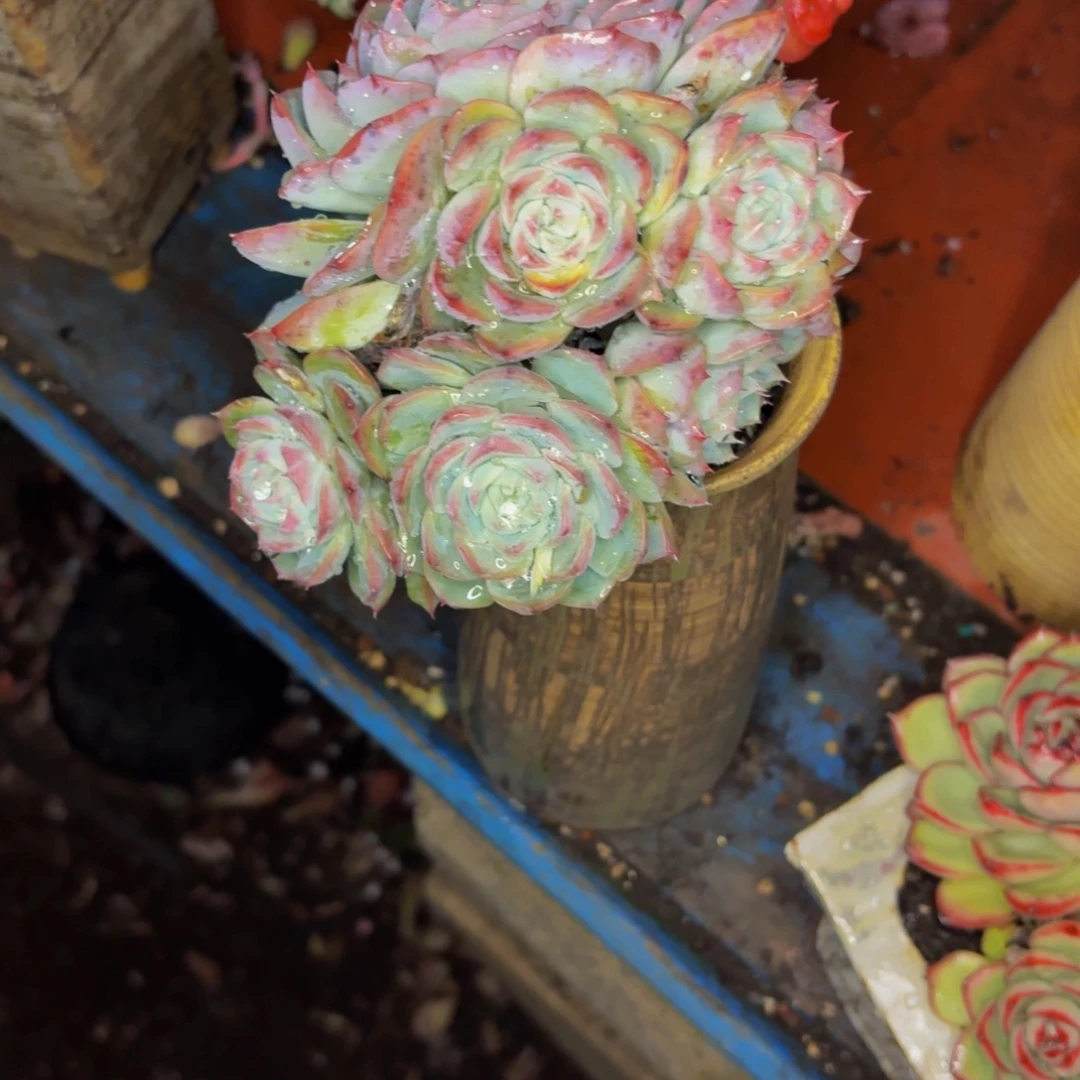 葵***花老桩精品肉肉粉水晶