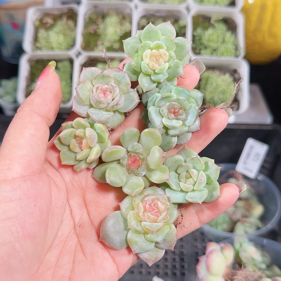 0908---131糖心珍妮