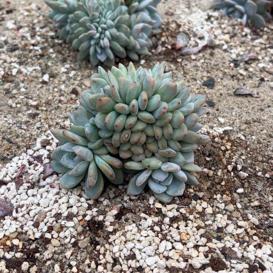 全朵12个头点点的点点滴滴