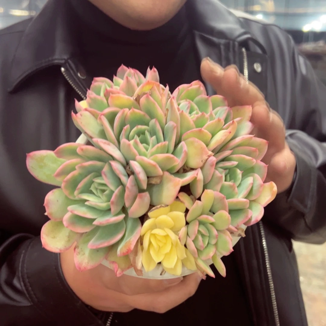 绮罗锦多头大盆群多肉