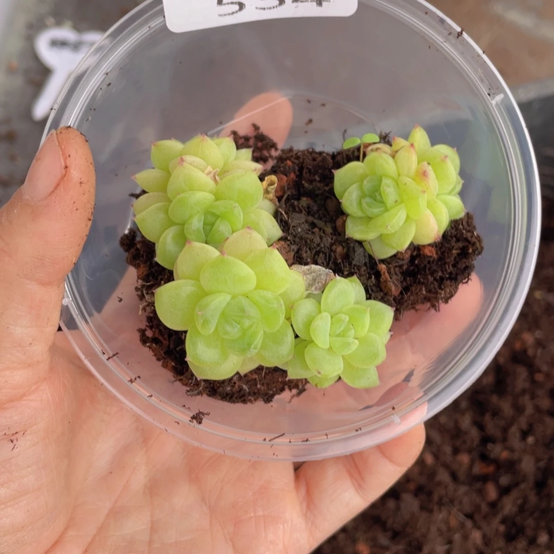 云糖心多肉植物534