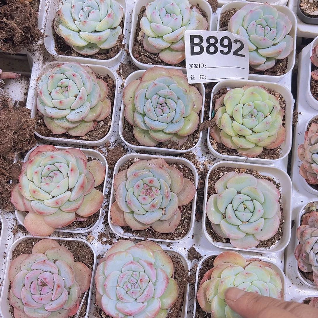 892样品带盆带土19包邮