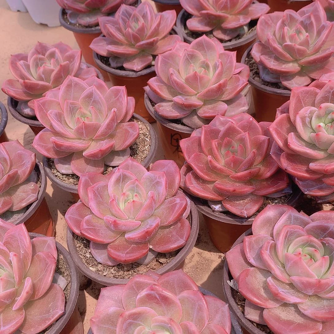 优选香槟346789990000