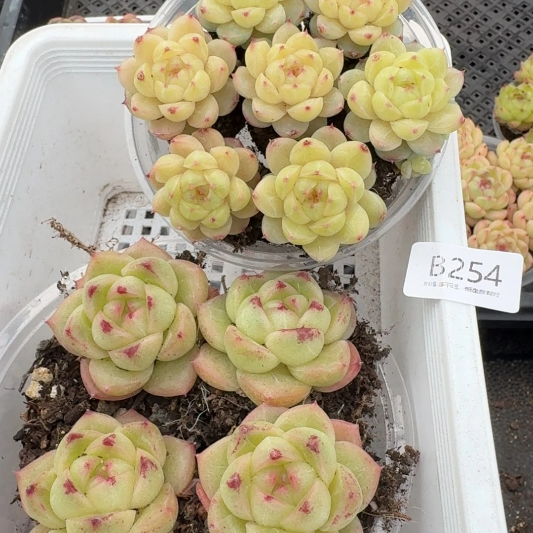 一物一拍一物一拍1102-254
