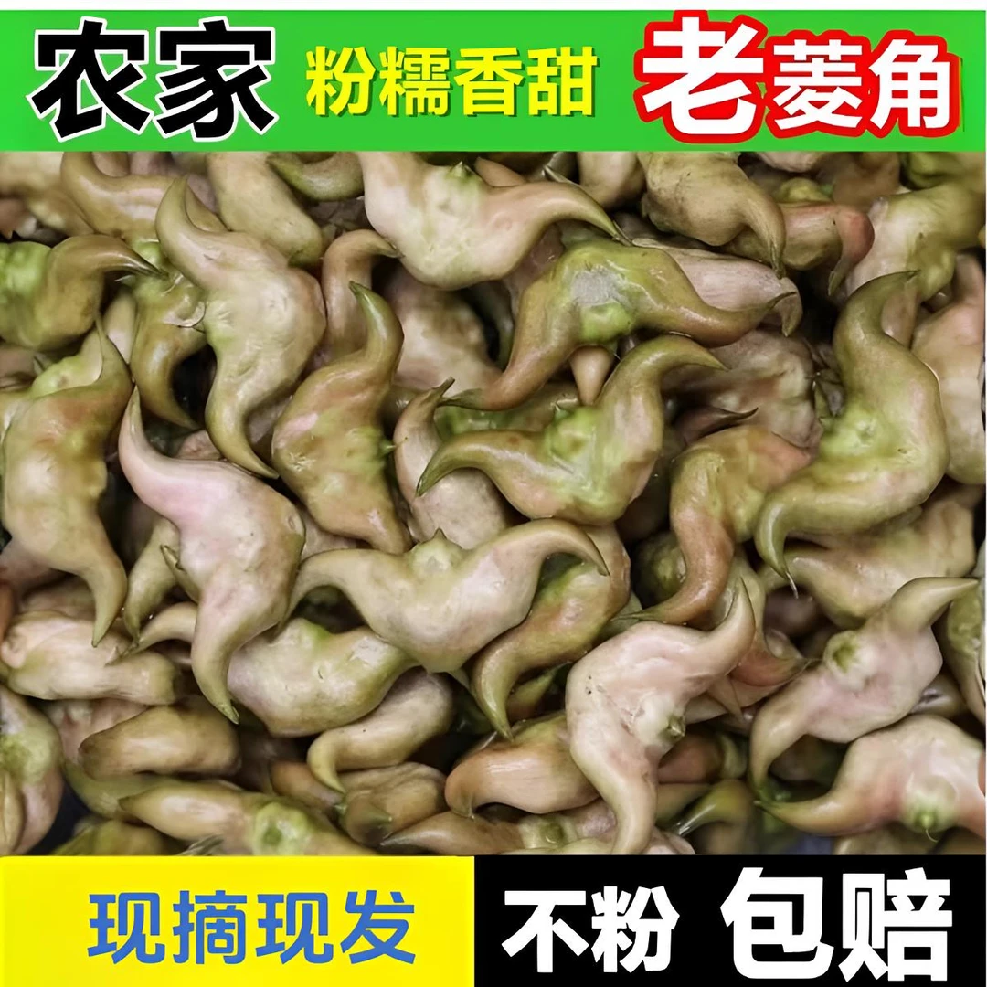 洪湖菱角新鲜老菱角2025农家土特产现摘现发黑色粉糯特色菱角凌角