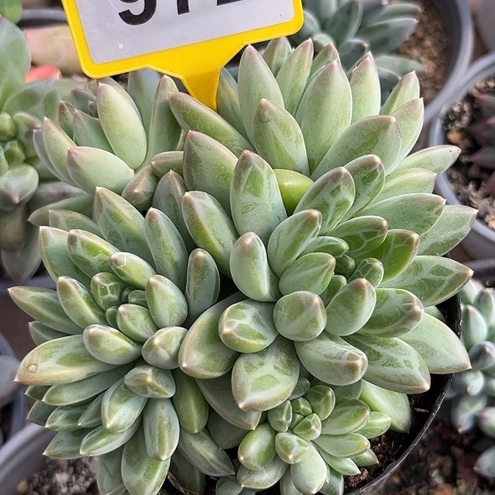 雨花石一物一拍972