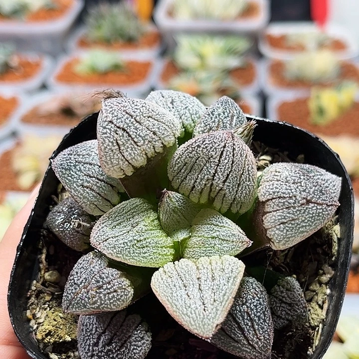 十二卷多肉雪之礼