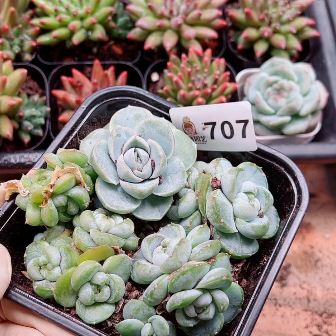 多肉植物多肉植物