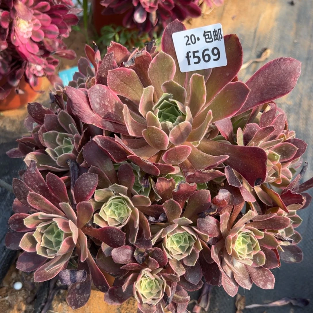 569女妖满20包邮，