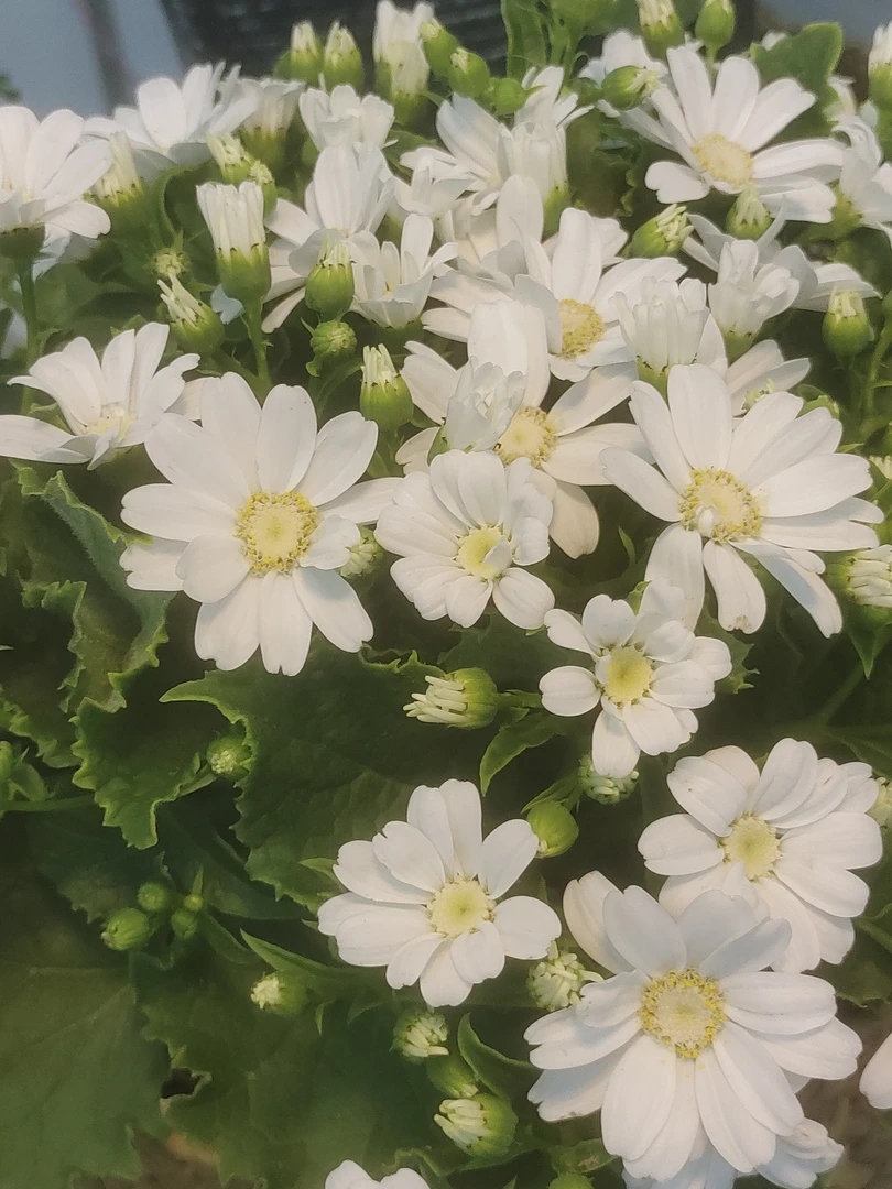 瓜叶菊 瓜叶菊 白色