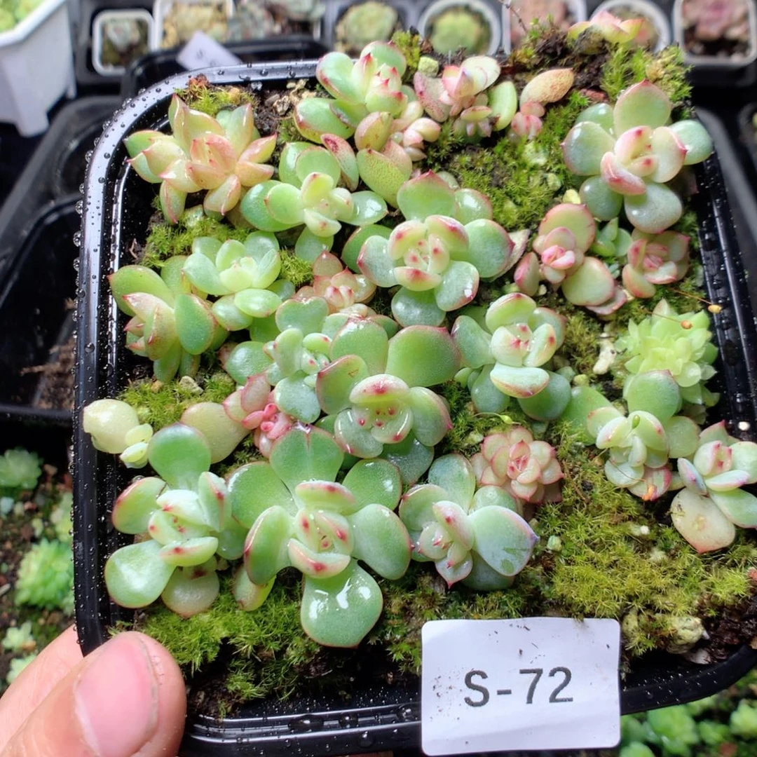 无花朵S72玉笛yyyyyy