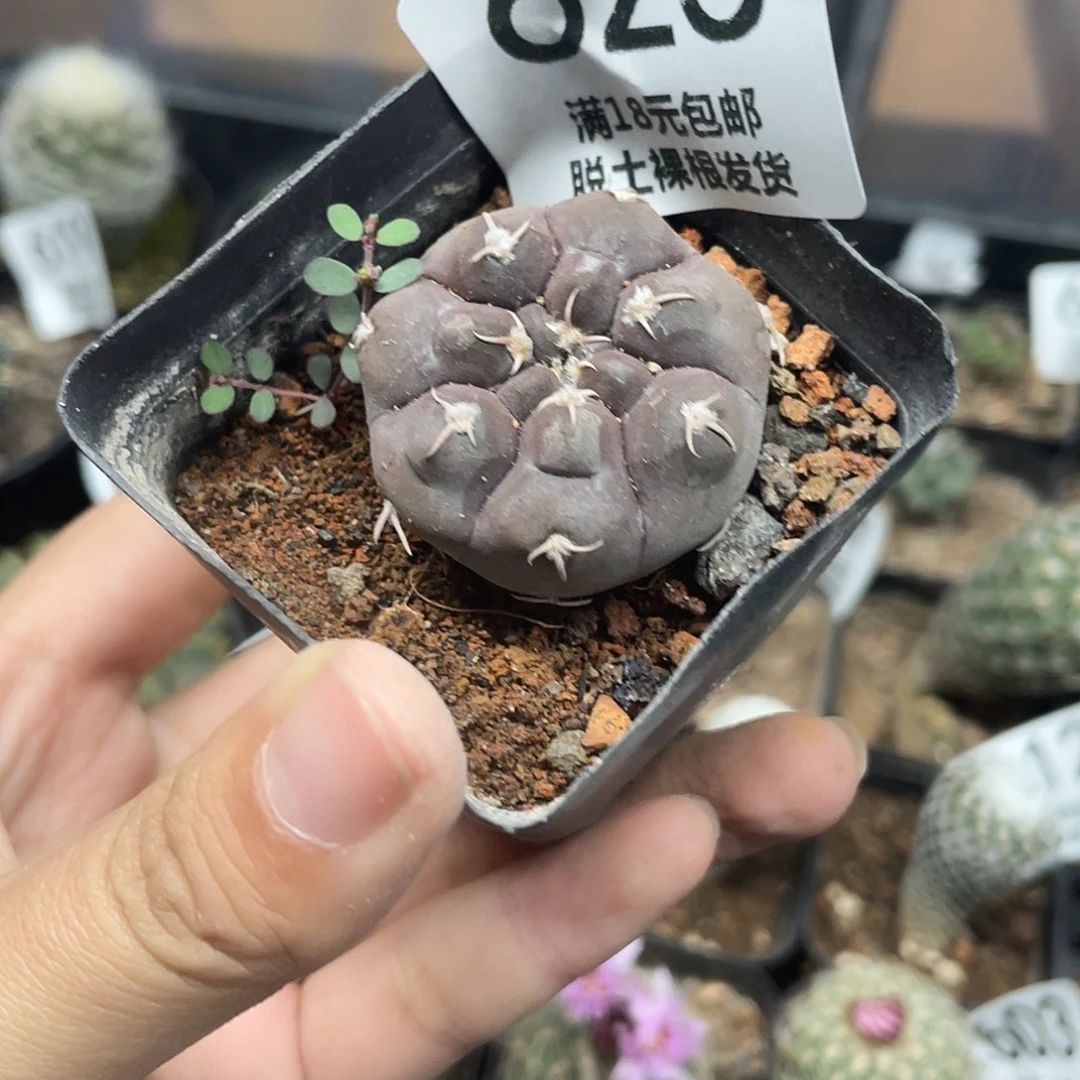 625铅皮（满18元包邮）