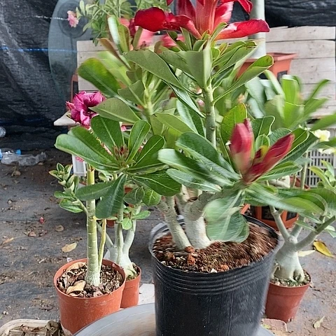 【闪购商品】哒***.绿植