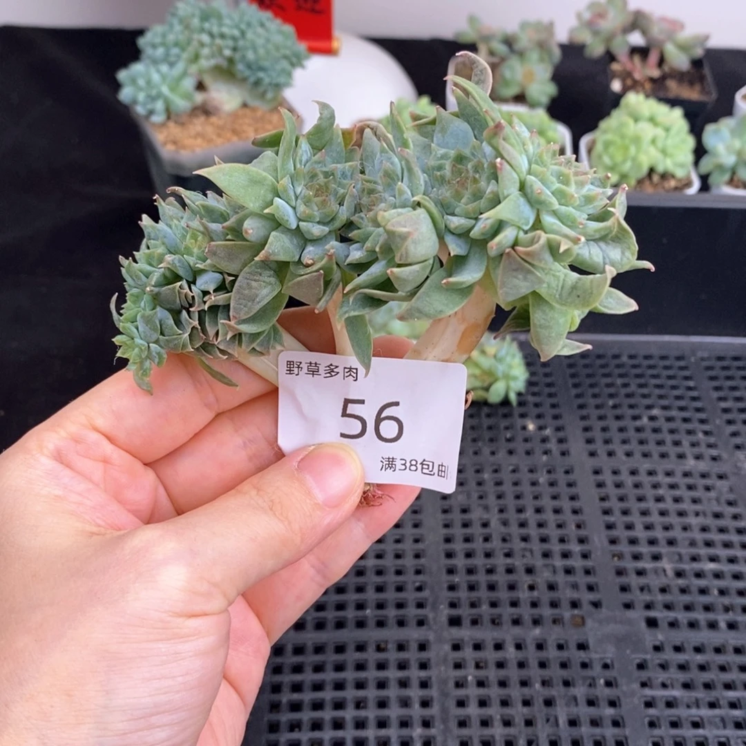 56号十头冰魄小树一颗