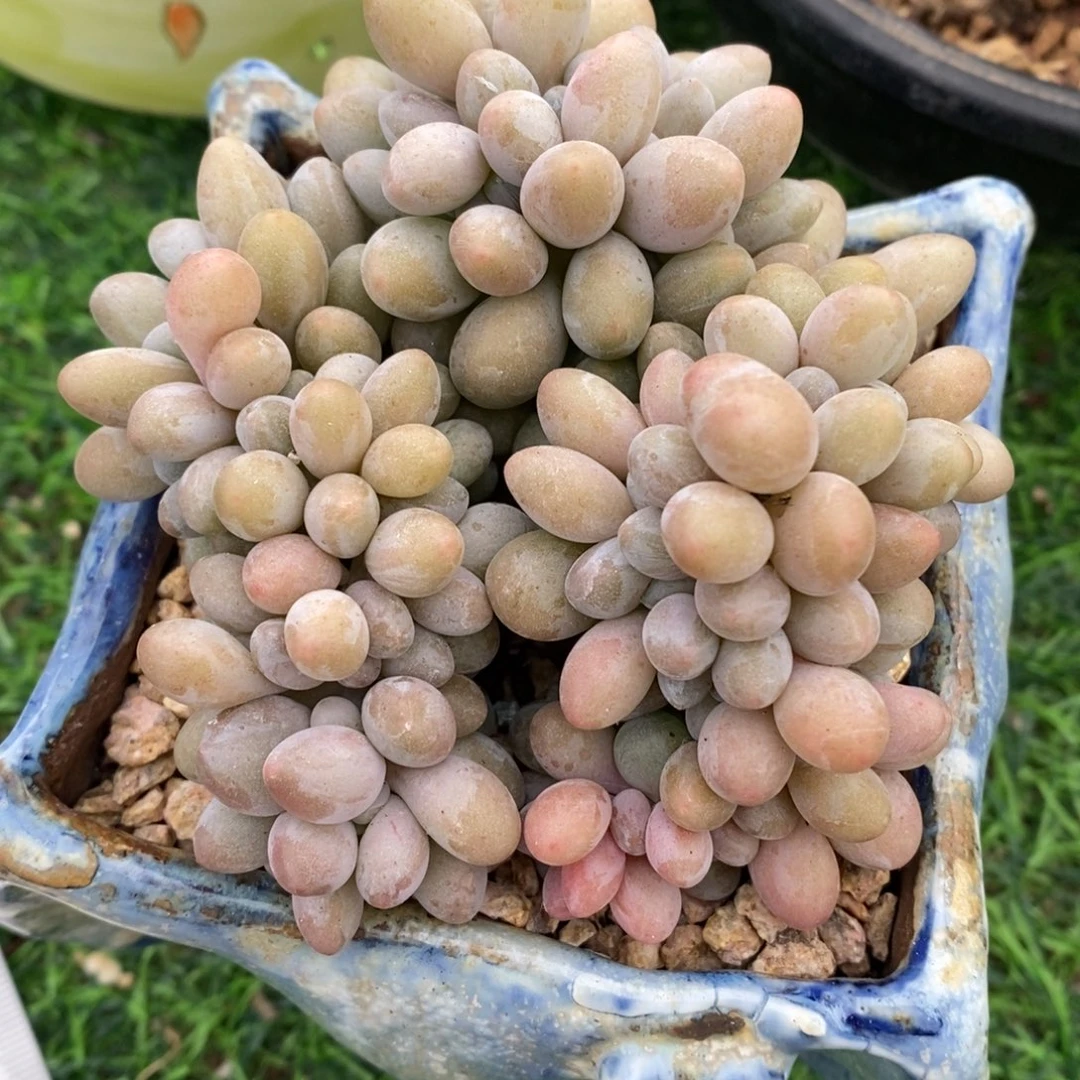 汤圆缀化一物一拍