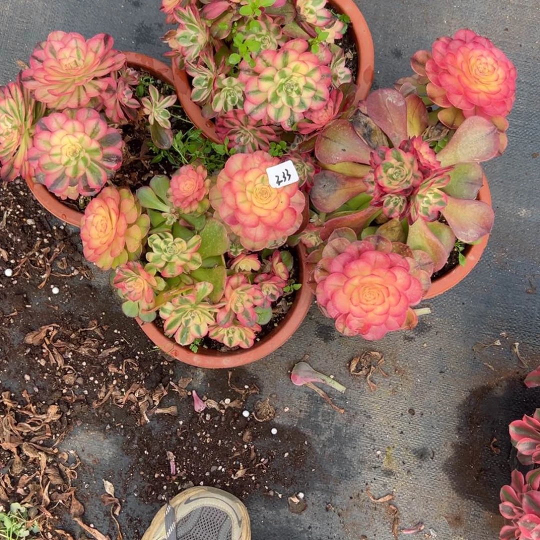 233荔枝母本多肉4颗多肉