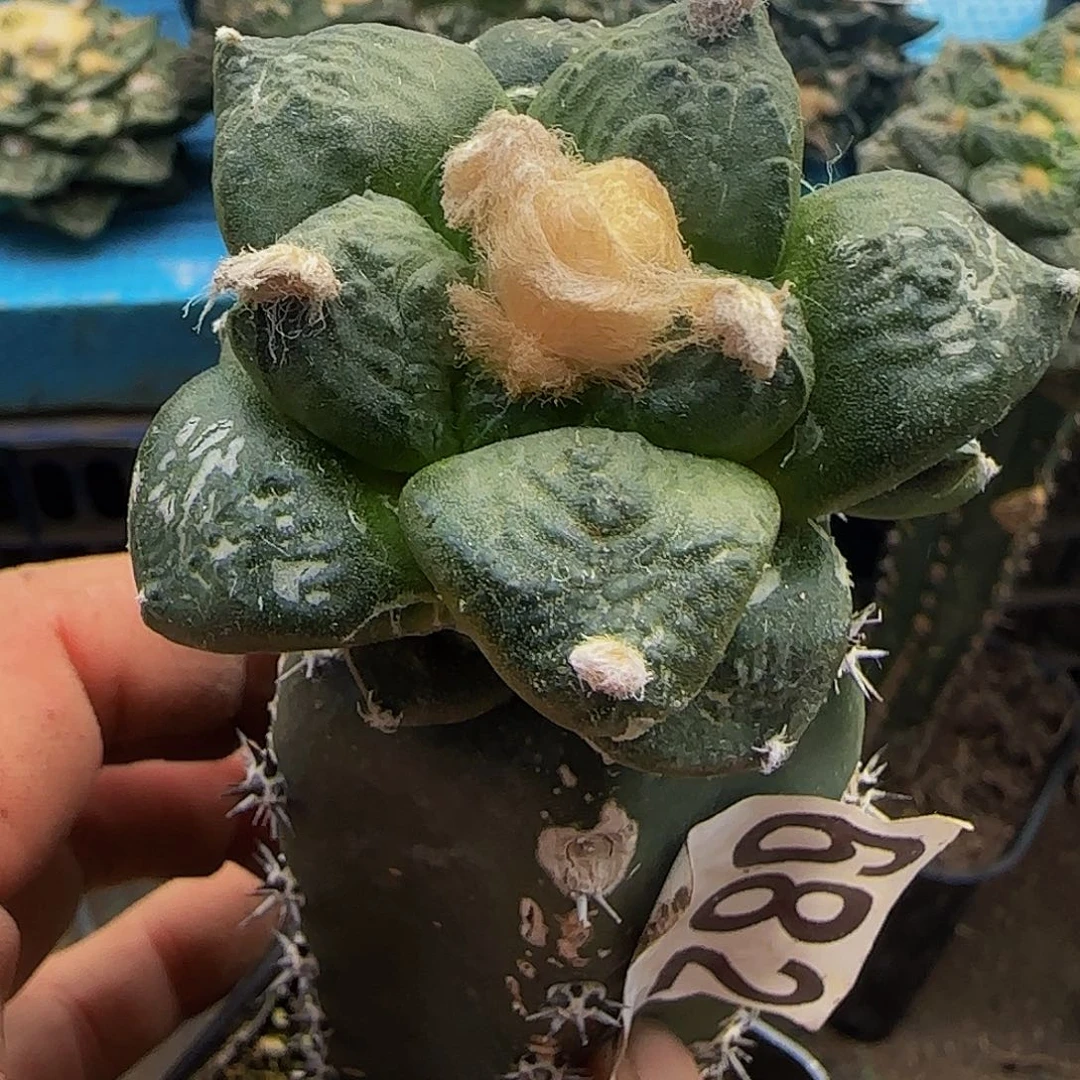 连山682仙人球开花