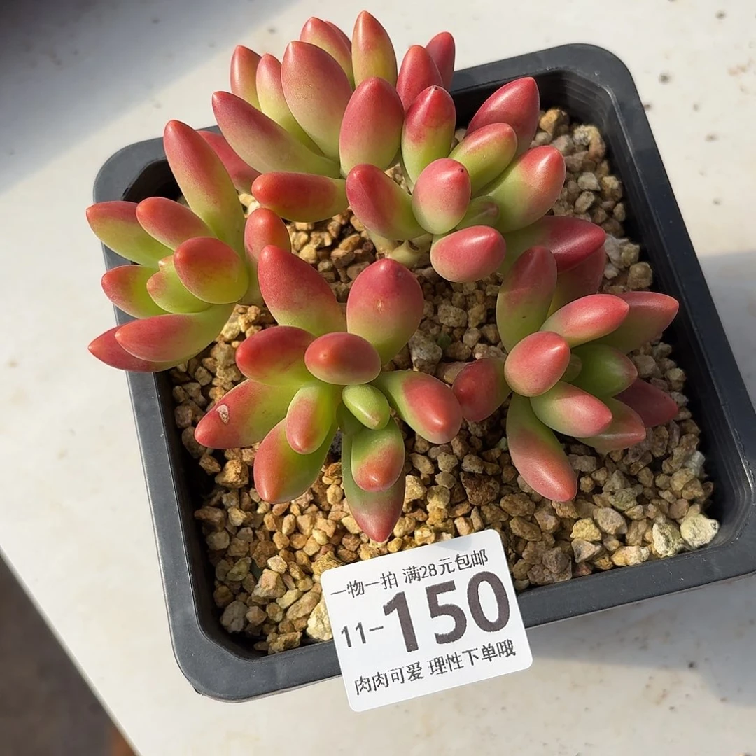 鲸落无盆土发货无发货