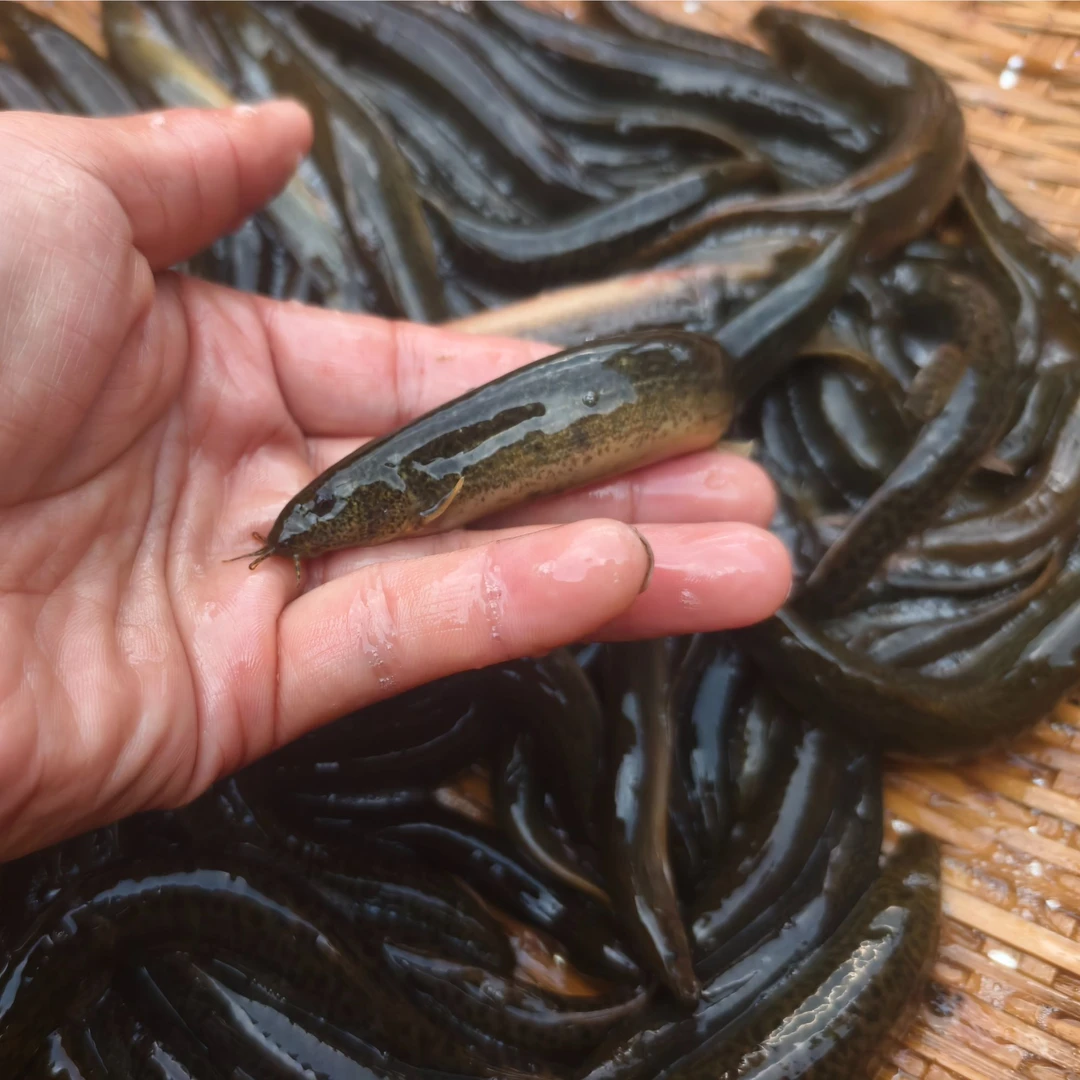 湖南湘西本地溪流野采泥鳅 鳅鱼