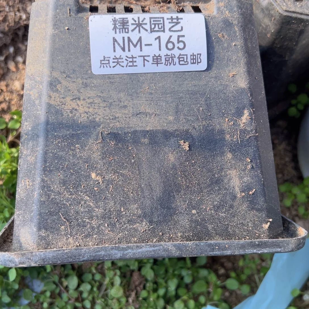 50个砍头粉丝红色系多肉植物