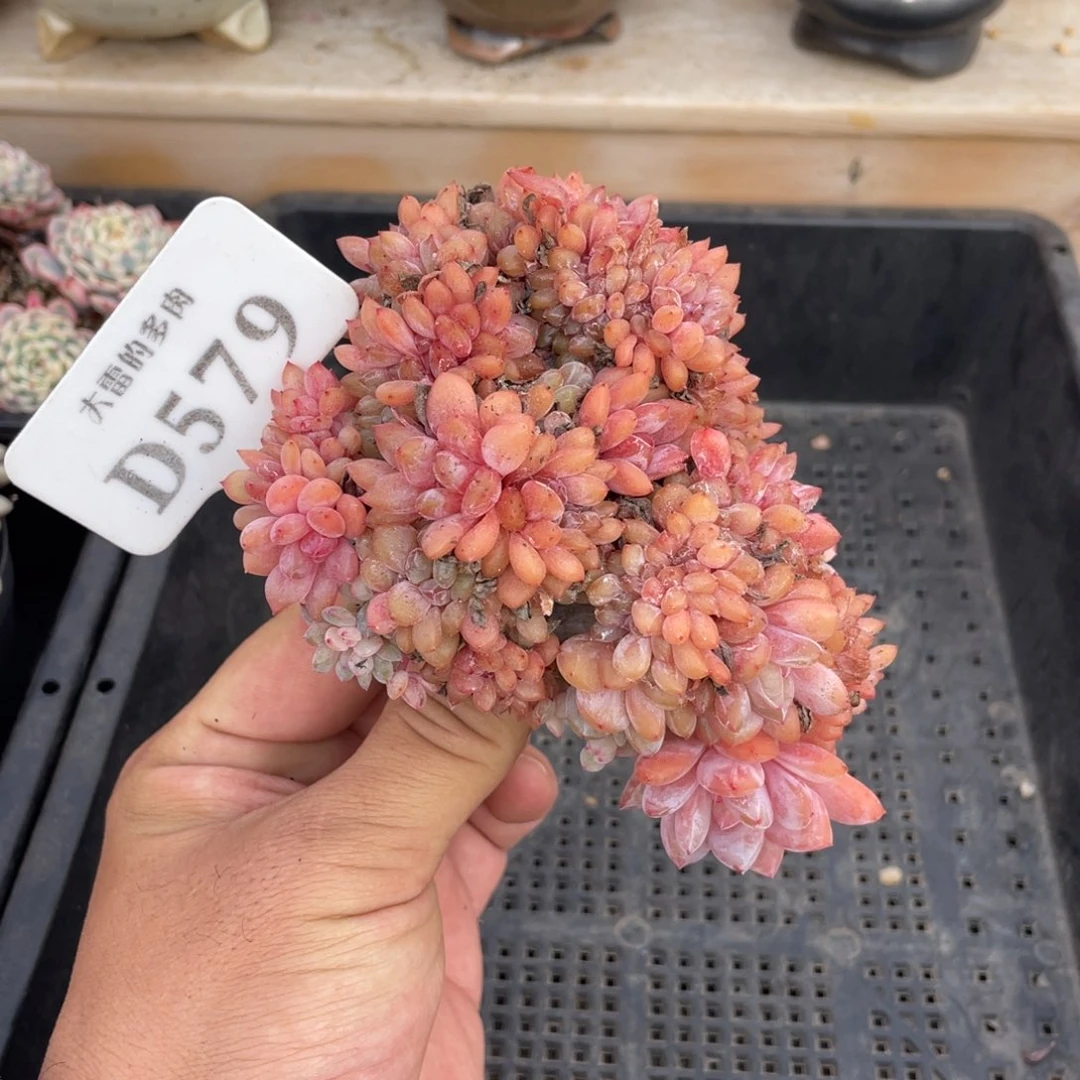 雯****y579橙子缀不带盆12厘米