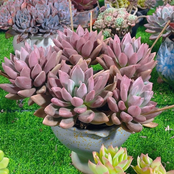 凤***儿谢谢你的支持00000075