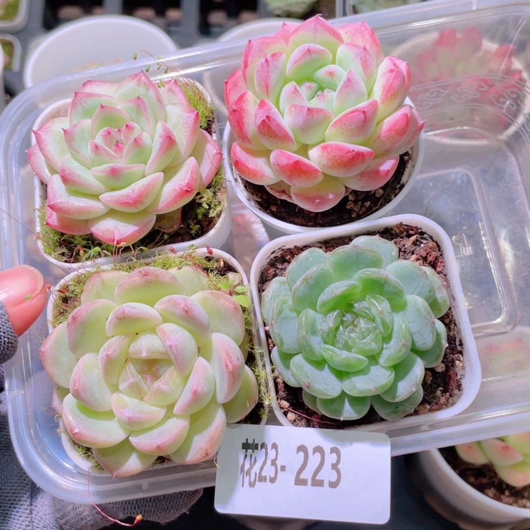 花利美23-223多肉5颗