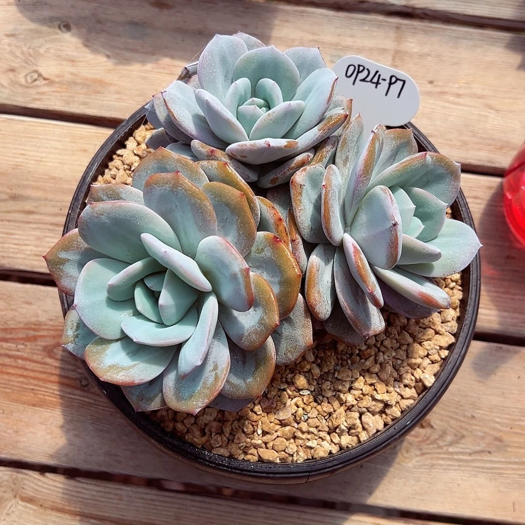 0924-97高桩奶茶。。。