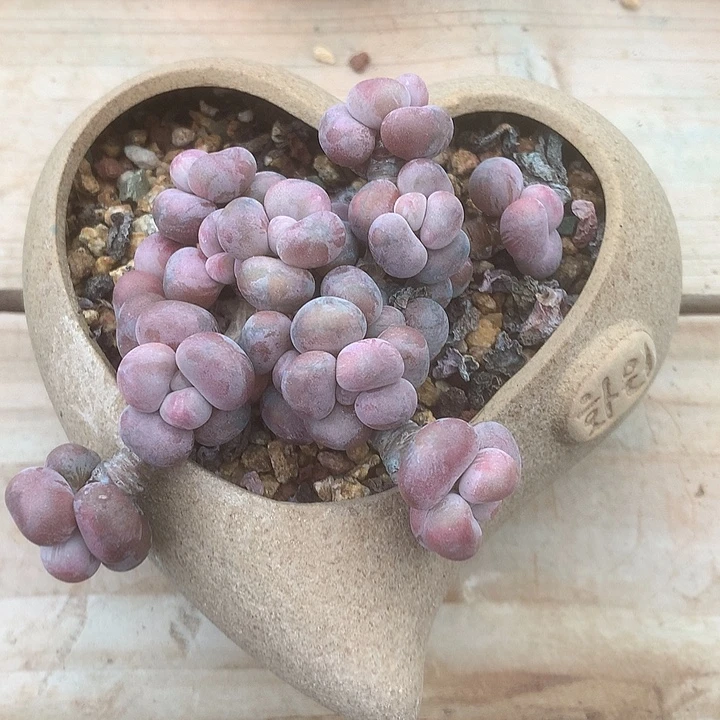 莉莉个咯的来咯哦哦呃