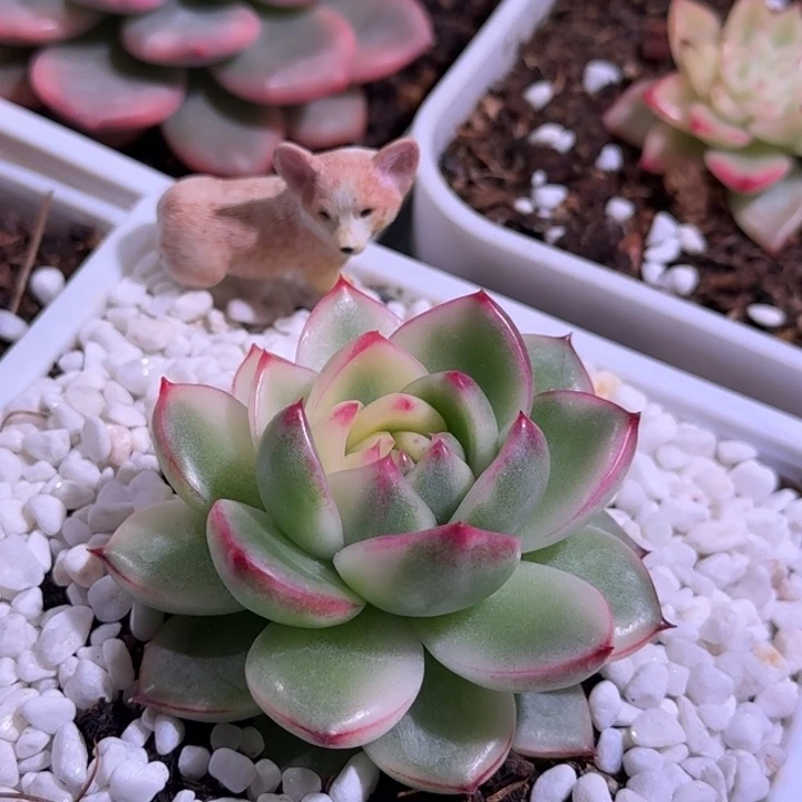 月亮石锦多肉植物