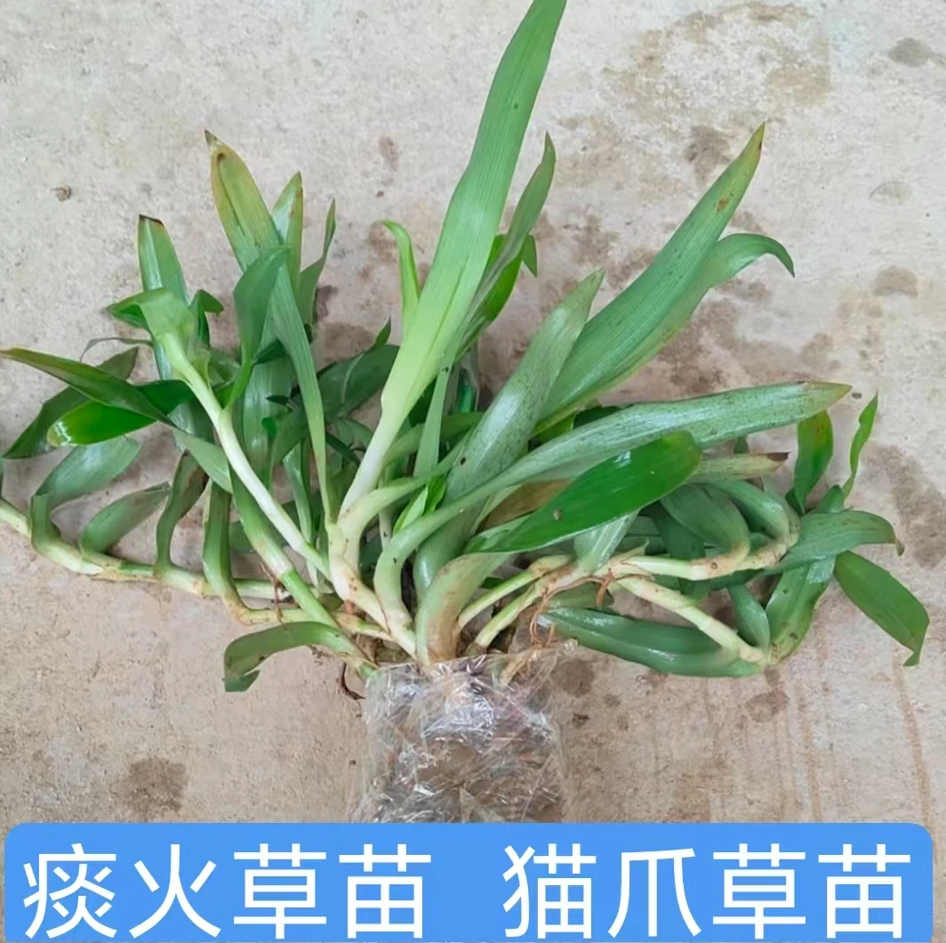 新鲜痰火草苗猫爪草玻璃草围夹草大苞水竹叶草狮子草现挖现发