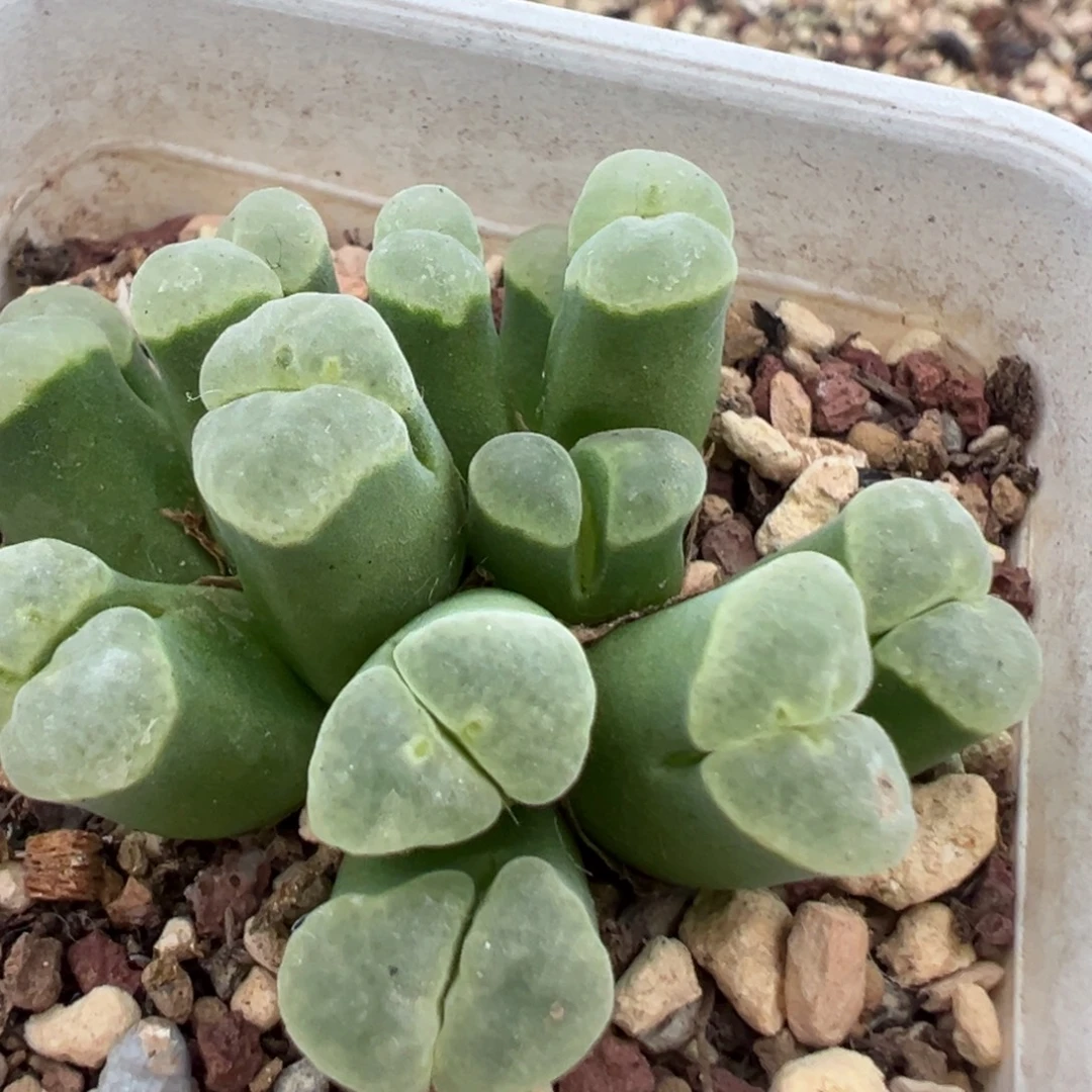绿体白窗 肉锥植物