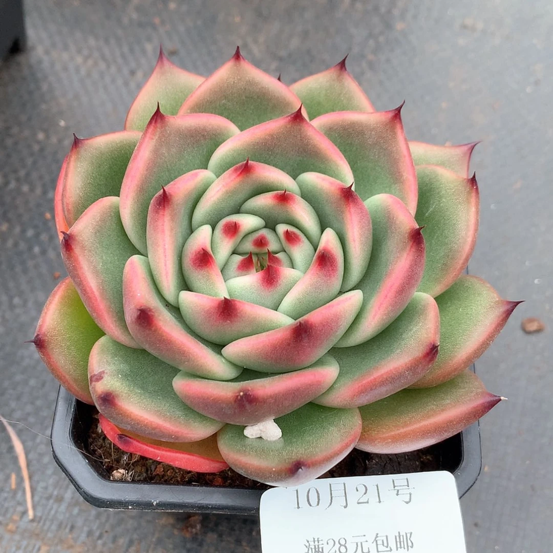 【闪购商品】云695号