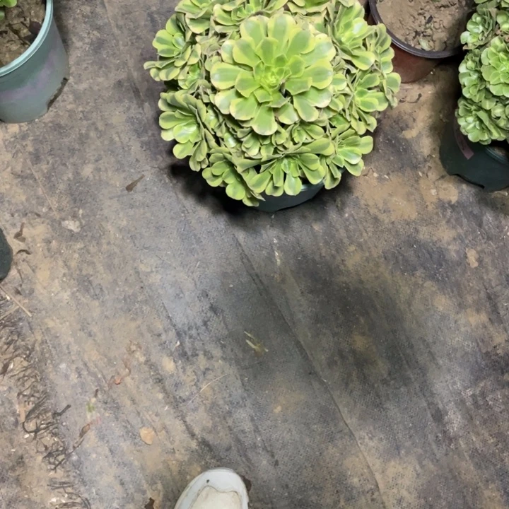 43绿豆沙多肉多肉植物