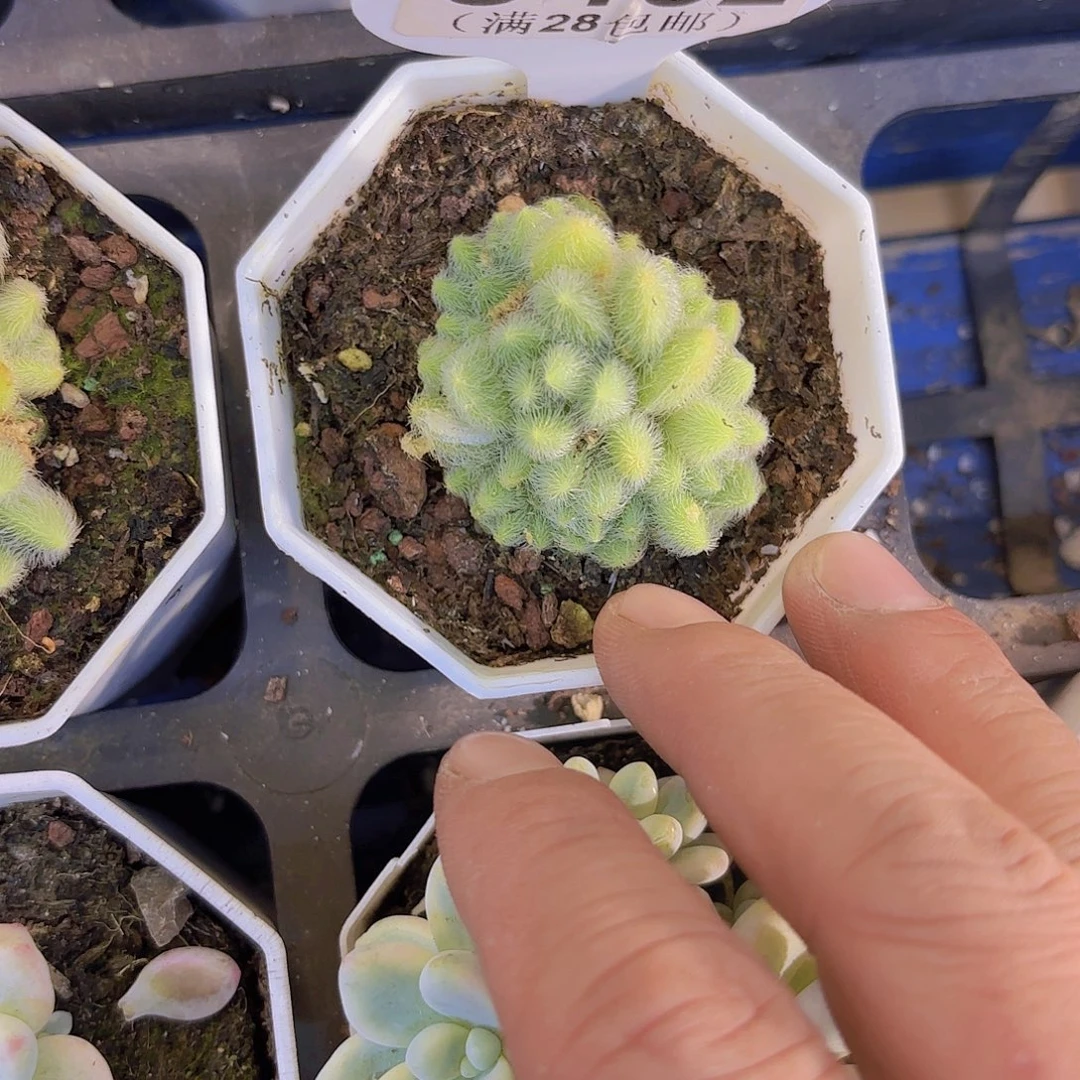 C182信东尼一物一拍