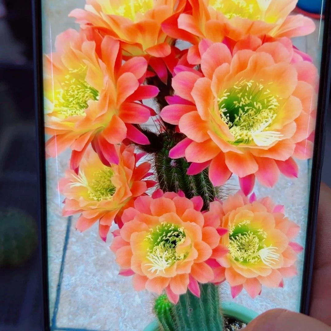 下84毛杏光辉歪无根侧芽4公分左右20包邮