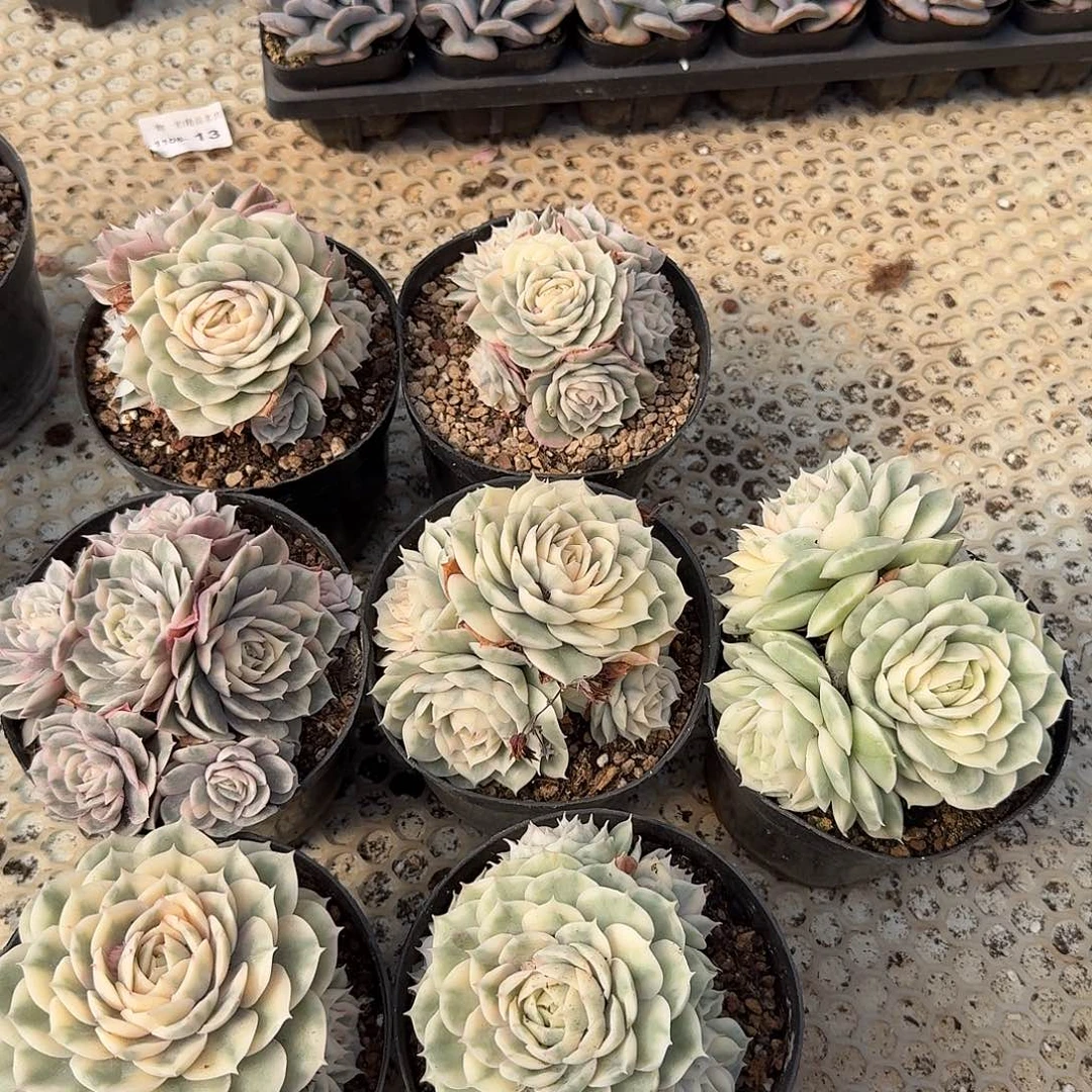 昂斯诺锦群生（量拍）