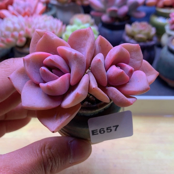 一物一拍满38包邮 E657