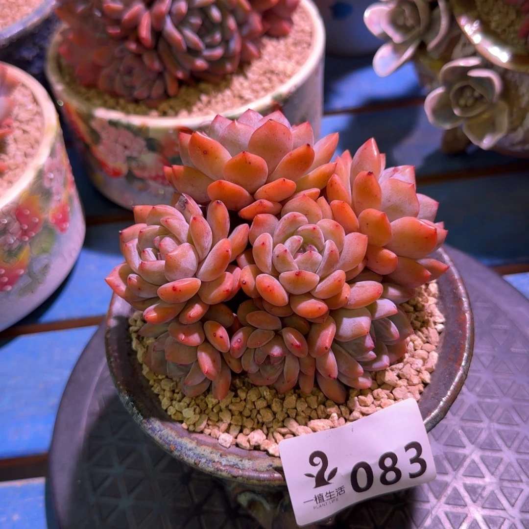 83号橙梦露脱土发货